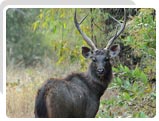 Sambar Dear at Bhagvan Mahavir Wildlife Sanctuary