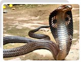 Cobra, Wildlife in Goa